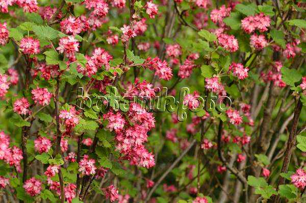 495169 - Flowering currant (Ribes sanguineum)