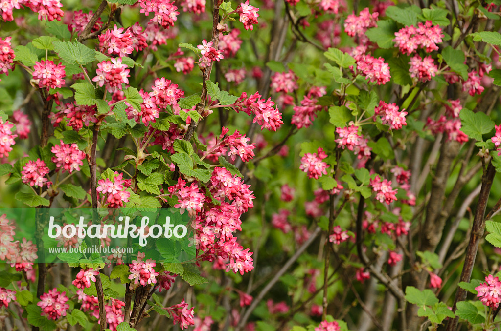 495169 - Flowering currant (Ribes sanguineum)