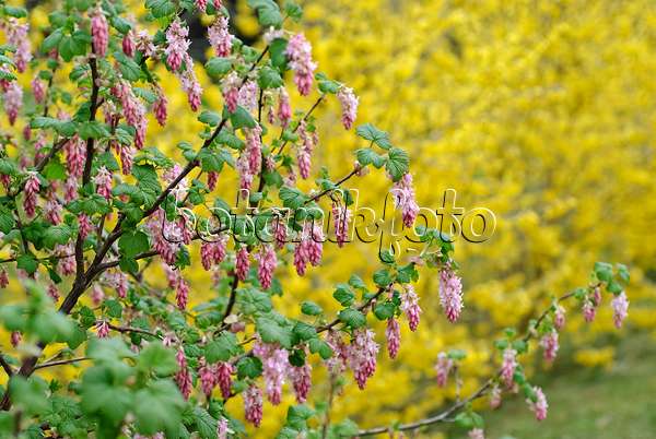 490139 - Flowering currant (Ribes sanguineum 'Atrorubens')