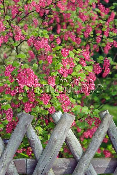 490141 - Flowering currant (Ribes sanguineum 'Pulborough Scarlet')