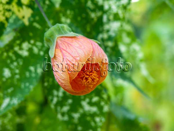 429012 - Flowering maple (Abutilon)