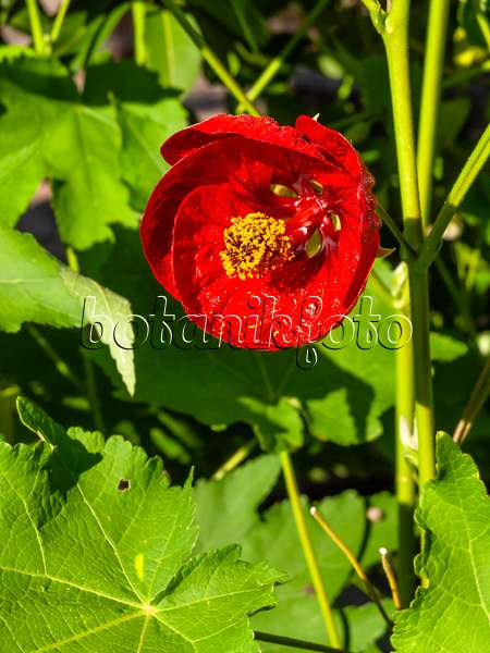 429005 - Flowering maple (Abutilon Herzblut)
