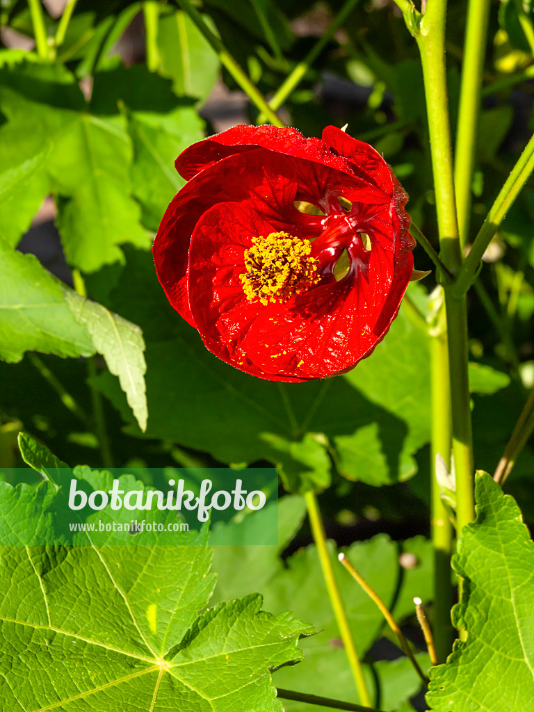 429005 - Flowering maple (Abutilon Herzblut)