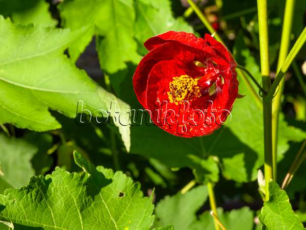 429006 - Flowering maple (Abutilon Herzblut)