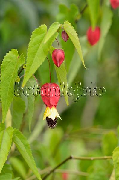 535199 - Flowering maple (Abutilon megapotamicum)