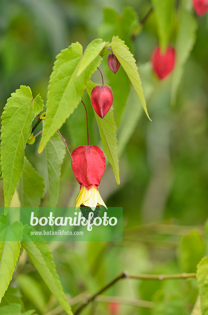 535199 - Flowering maple (Abutilon megapotamicum)