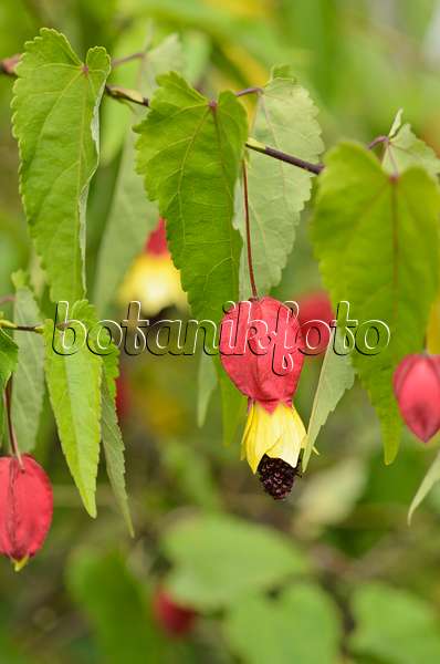 535200 - Flowering maple (Abutilon megapotamicum)