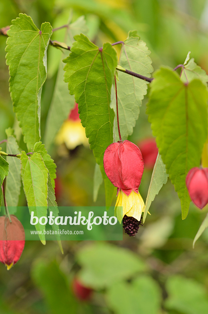 535200 - Flowering maple (Abutilon megapotamicum)