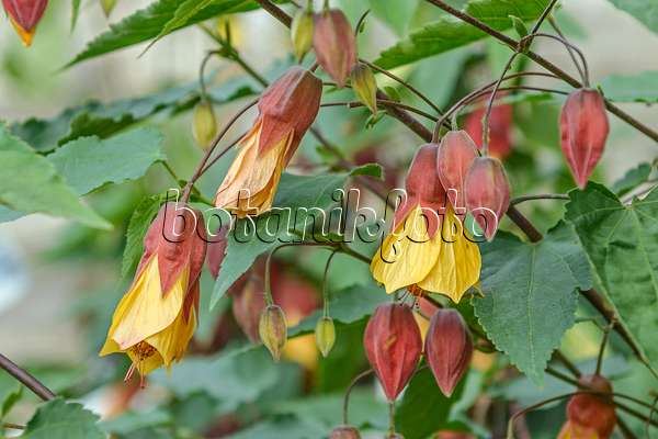 547051 - Flowering maple (Abutilon megapotamicum)
