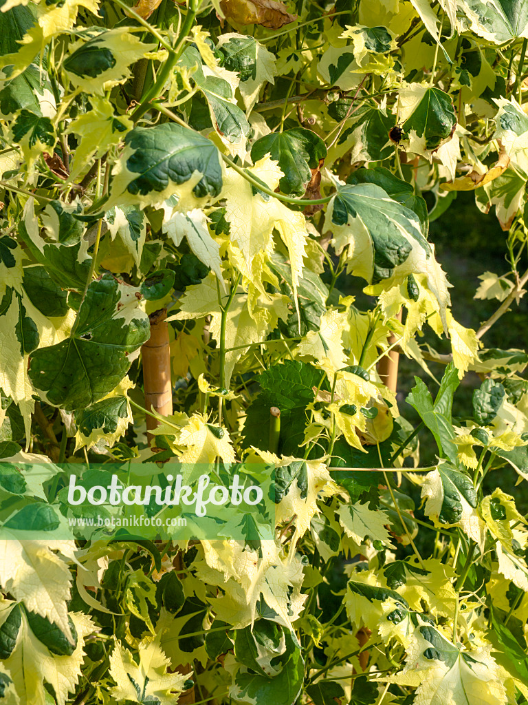 438246 - Flowering maple (Abutilon Souvenir de Bonn)