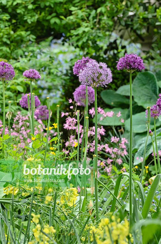 508138 - Flowering onion (Allium aflatunense)