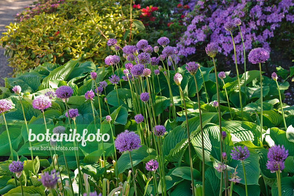 496175 - Flowering onion (Allium aflatunense) and plantain lilies (Hosta)