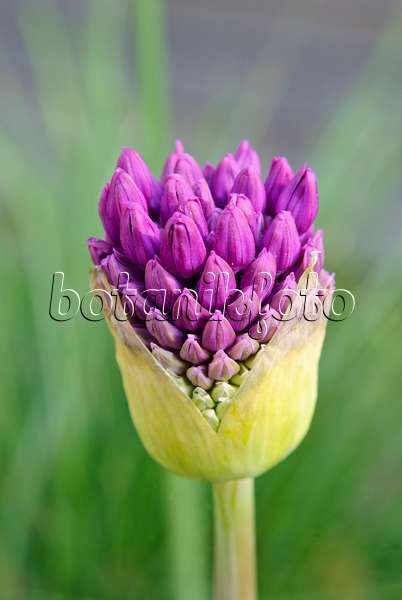 481009 - Flowering onion (Allium aflatunense 'Purple Sensation')