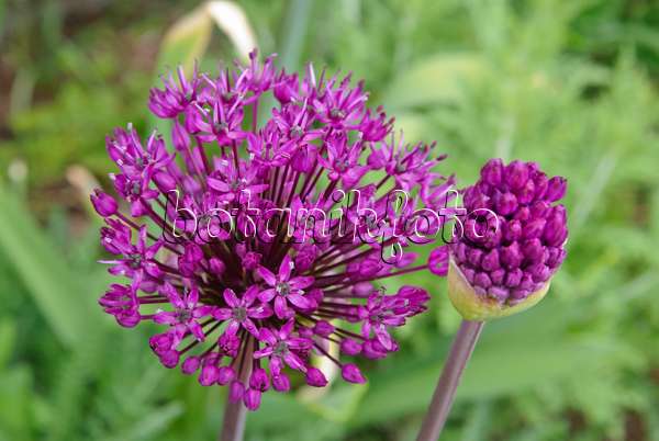 481016 - Flowering onion (Allium aflatunense 'Purple Sensation')
