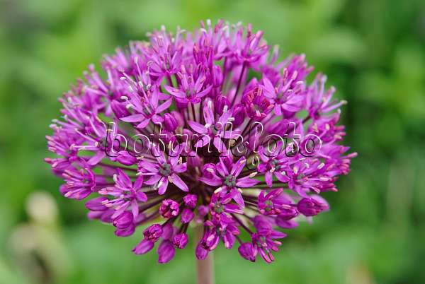 481017 - Flowering onion (Allium aflatunense 'Purple Sensation')