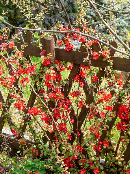 483336 - Flowering quince (Chaenomeles) at a wooden fence