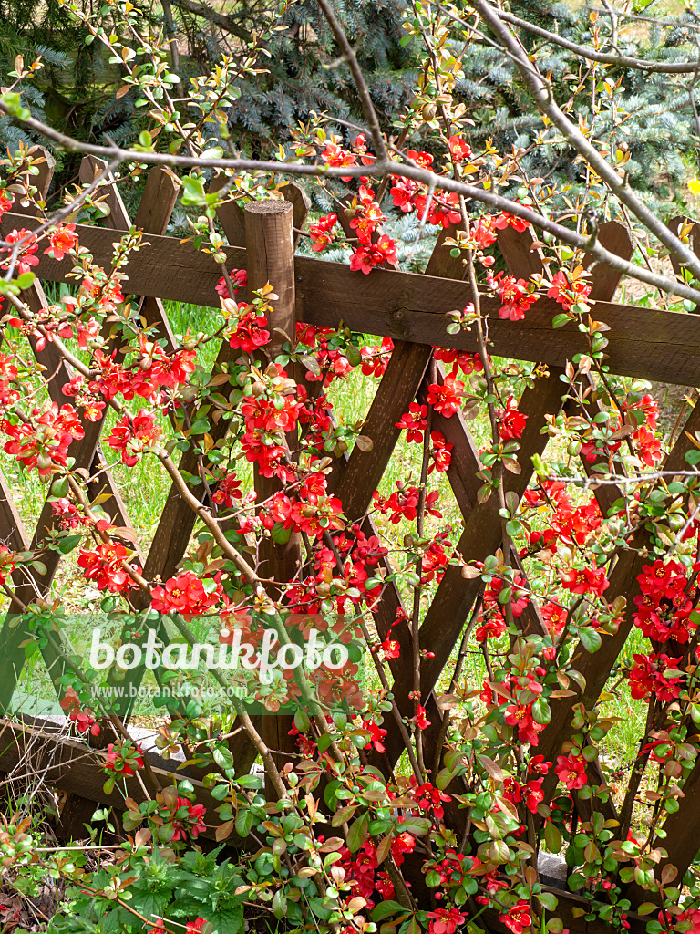 483336 - Flowering quince (Chaenomeles) at a wooden fence