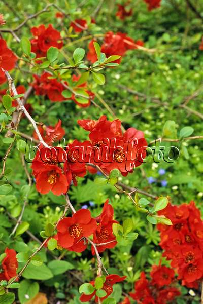389083 - Flowering quince (Chaenomeles x superba)
