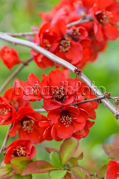 520059 - Flowering quince (Chaenomeles x superba)