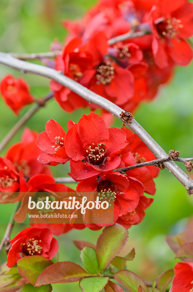 520059 - Flowering quince (Chaenomeles x superba)