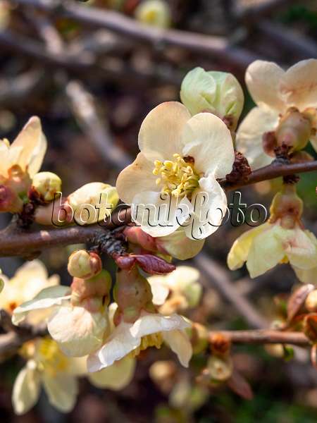 447041 - Flowering quince (Chaenomeles x superba 'Alba')