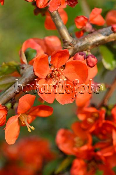 520056 - Flowering quince (Chaenomeles x superba 'Crimson and Gold')