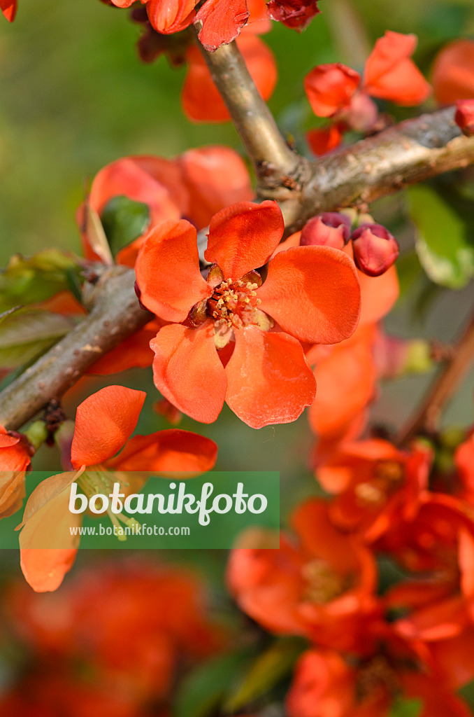 520056 - Flowering quince (Chaenomeles x superba 'Crimson and Gold')