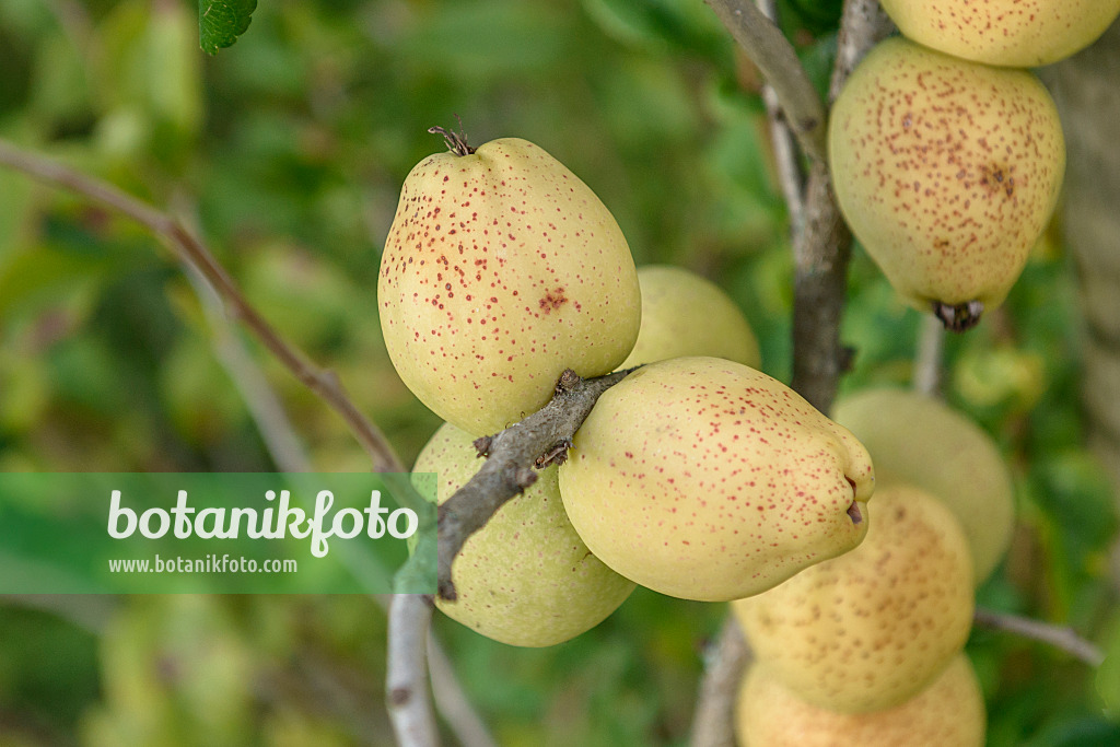 547106 - Flowering quince (Chaenomeles x superba 'Fusion')