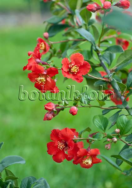 502141 - Flowering quince (Chaenomeles x superba 'Hollandia')