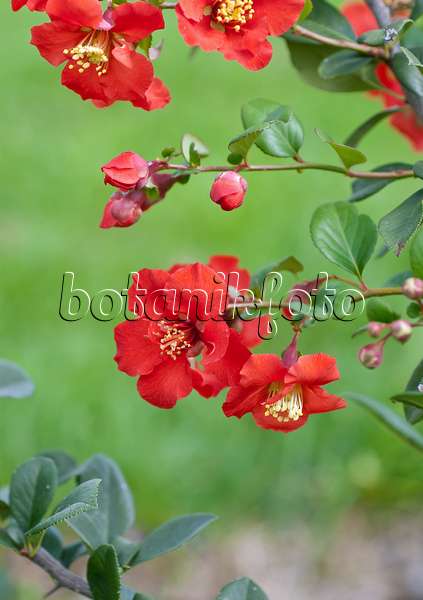 502142 - Flowering quince (Chaenomeles x superba 'Hollandia')