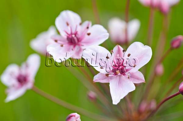 473317 - Flowering rush (Butomus umbellatus)