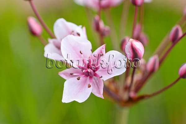 473318 - Flowering rush (Butomus umbellatus)