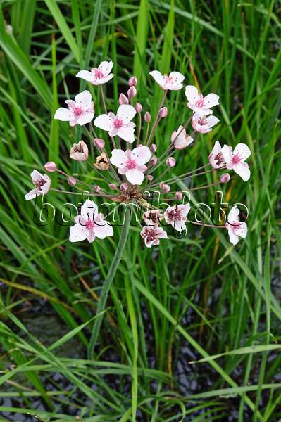 474038 - Flowering rush (Butomus umbellatus)