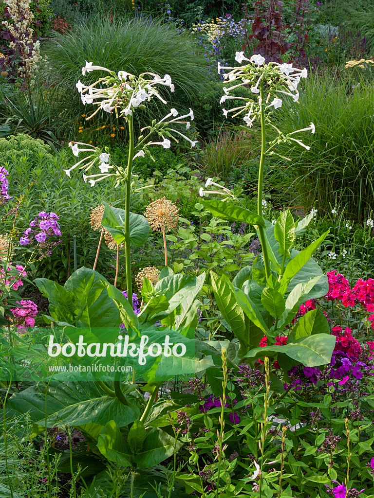 403028 - Flowering tobacco (Nicotiana sylvestris)