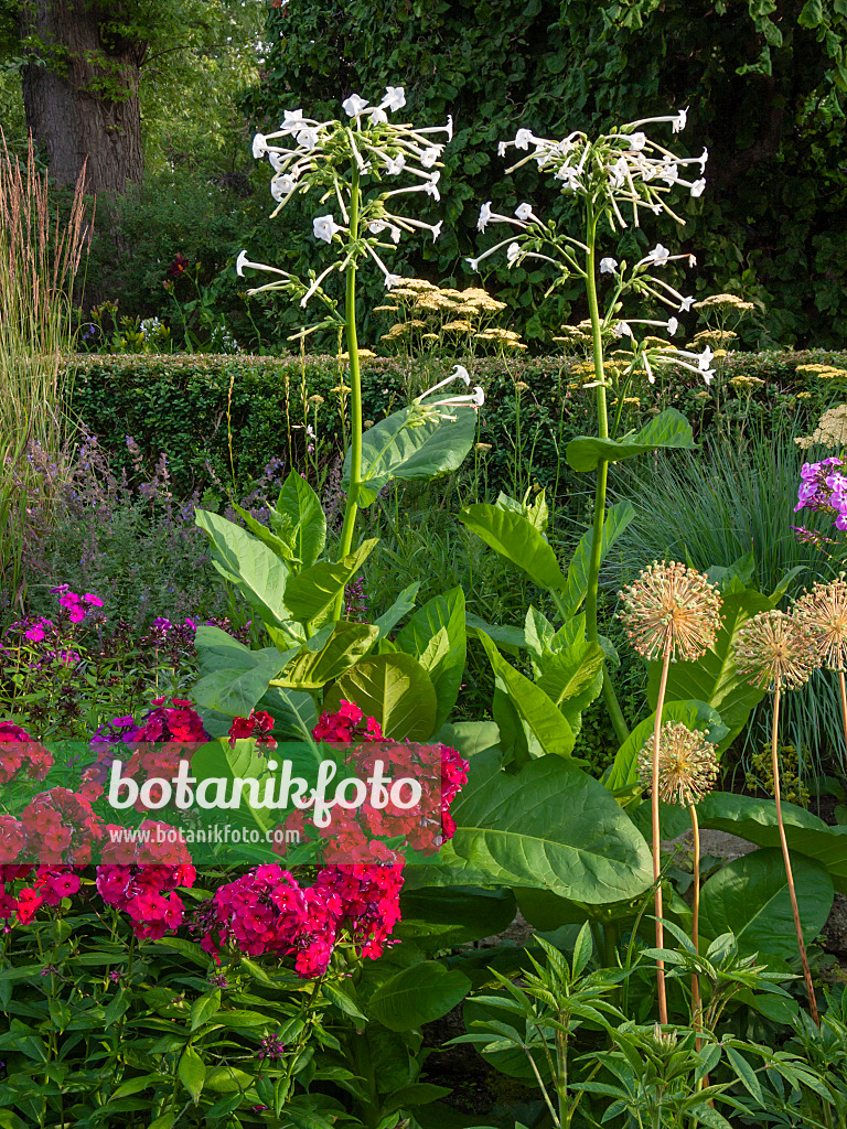 403029 - Flowering tobacco (Nicotiana sylvestris)