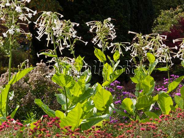 418041 - Flowering tobacco (Nicotiana sylvestris)
