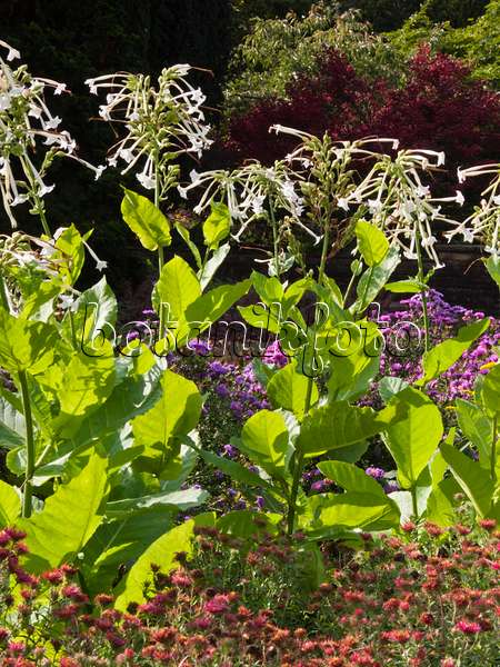 418042 - Flowering tobacco (Nicotiana sylvestris)