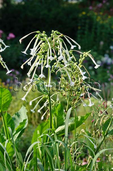 475114 - Flowering tobacco (Nicotiana sylvestris)