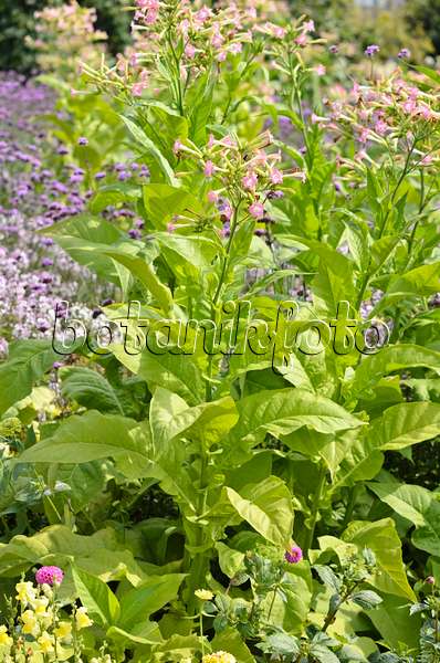 536111 - Flowering tobacco (Nicotiana sylvestris)