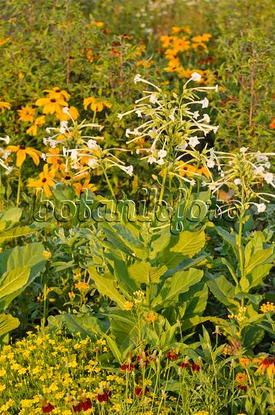 570126 - Flowering tobacco (Nicotiana sylvestris) and cone flower (Rudbeckia)