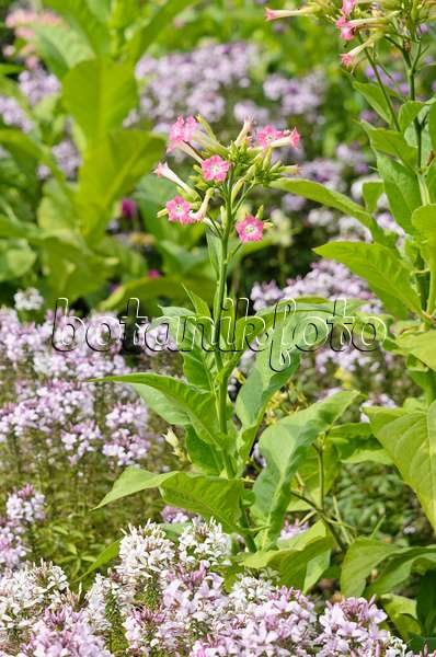 536109 - Flowering tobacco (Nicotiana sylvestris) and spider flower (Tarenaya hassleriana 'Señorita Rosalita' syn. Cleome hassleriana 'Señorita Rosalita')