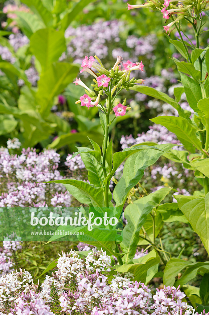 536109 - Flowering tobacco (Nicotiana sylvestris) and spider flower (Tarenaya hassleriana 'Señorita Rosalita' syn. Cleome hassleriana 'Señorita Rosalita')