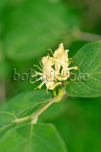 471297 - Fly honeysuckle (Lonicera xylosteum)