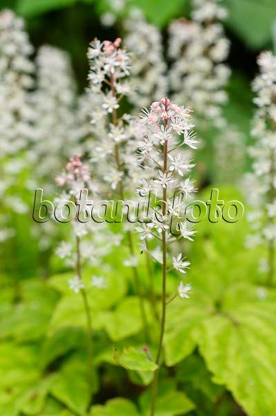 484204 - Foamflower (Tiarella polyphylla)