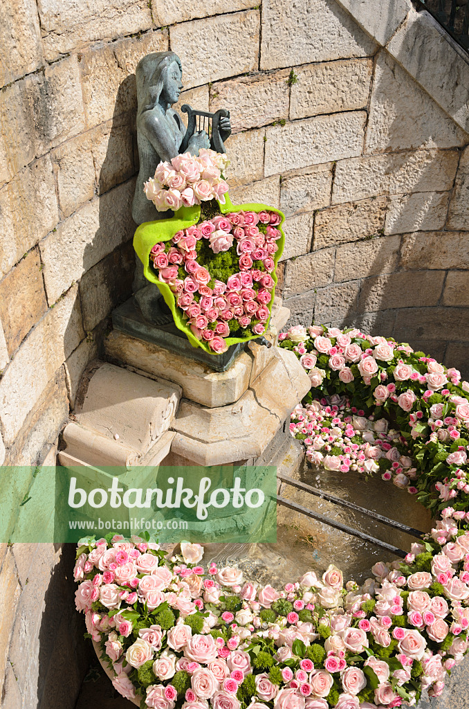 533016 - Fontaine avec chapelet de roses