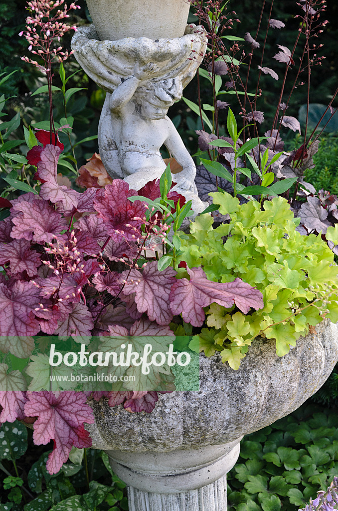 570090 - Fontaine avec des heuchères (Heuchera)