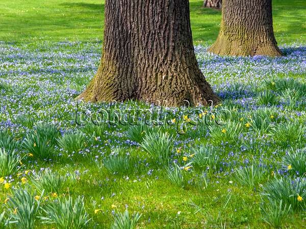 447069 - Forbes' glory of the snow (Chionodoxa forbesii syn. Scilla forbesii) and common oak (Quercus robur)
