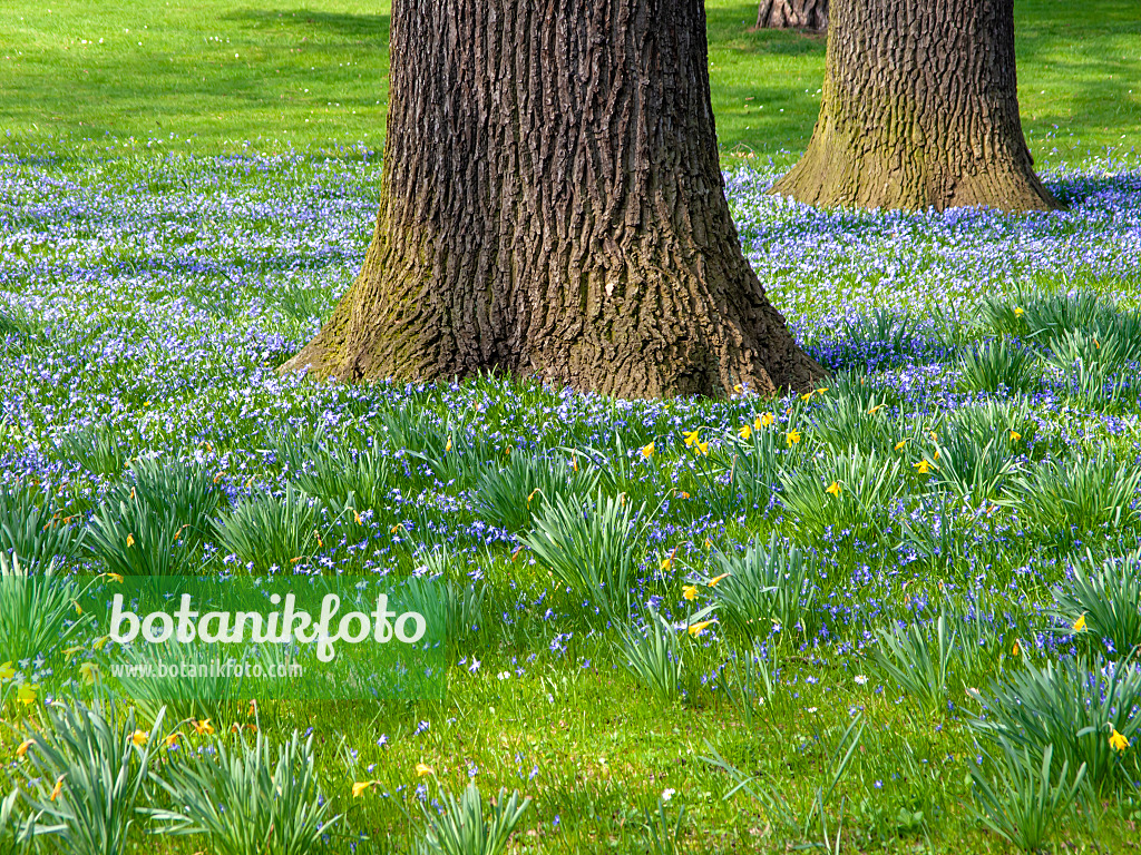 447069 - Forbes' glory of the snow (Chionodoxa forbesii syn. Scilla forbesii) and common oak (Quercus robur)