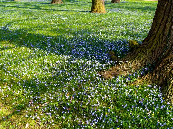 447070 - Forbes' glory of the snow (Chionodoxa forbesii syn. Scilla forbesii) and common oak (Quercus robur)