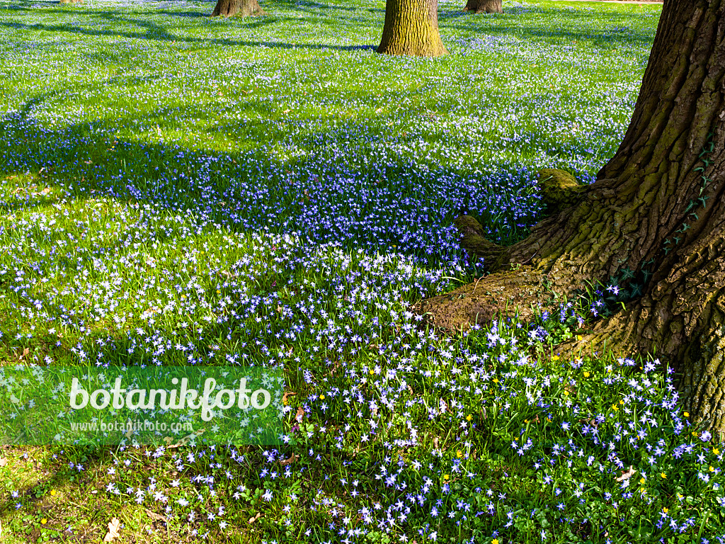 447070 - Forbes' glory of the snow (Chionodoxa forbesii syn. Scilla forbesii) and common oak (Quercus robur)